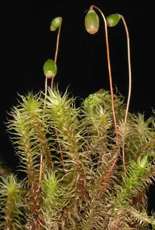 Breutelia pendula. Photo: David Tng