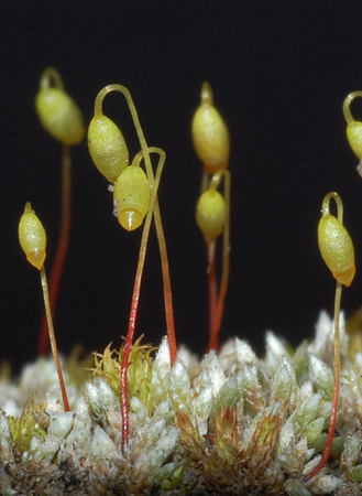 Bryum argenteum. Photo: David Tng