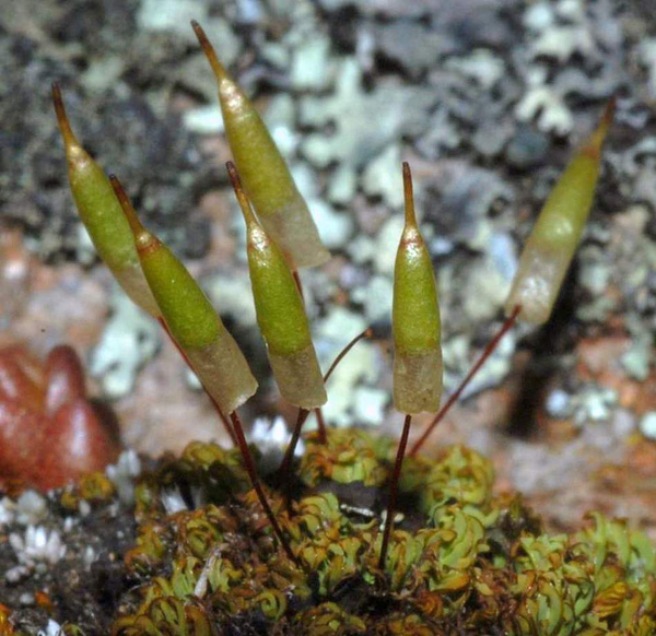 Encalypta vulgaris. Photo: David Tng ©.