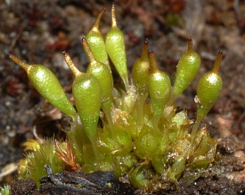 Entosthodon apophysatus. Photo: David Tng