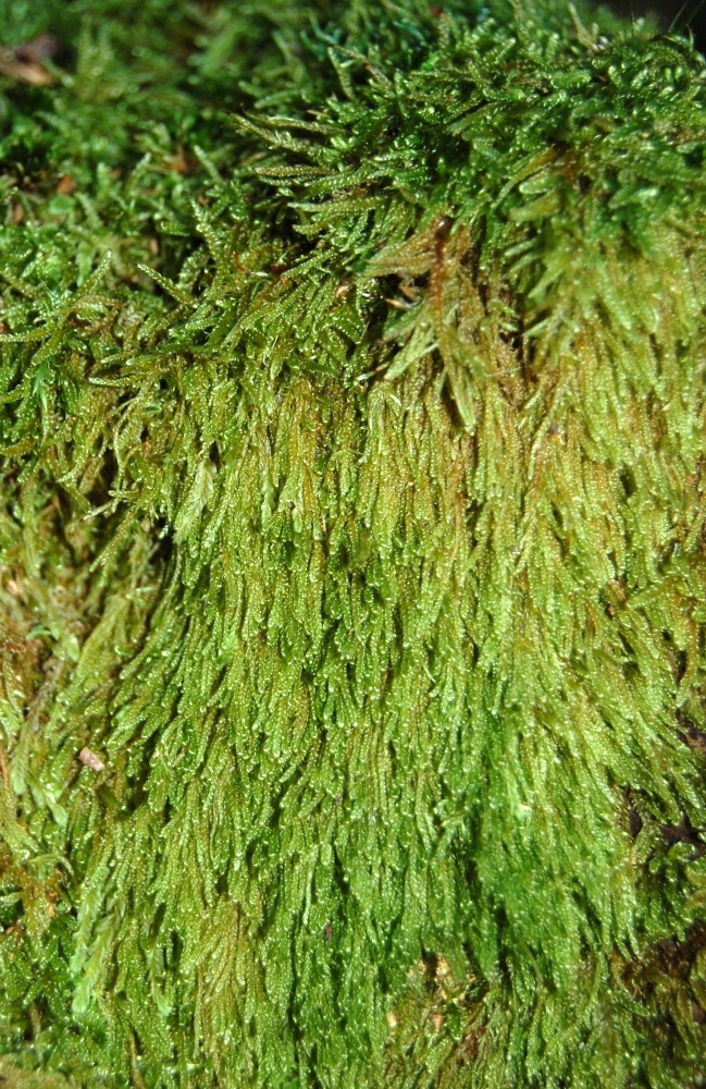 https://www.anbg.gov.au/abrs/Mosses_online/58_Hypnaceae_images.html