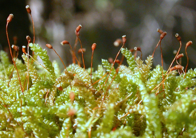 Lembophyllum divulsum. Photo: David Tng.