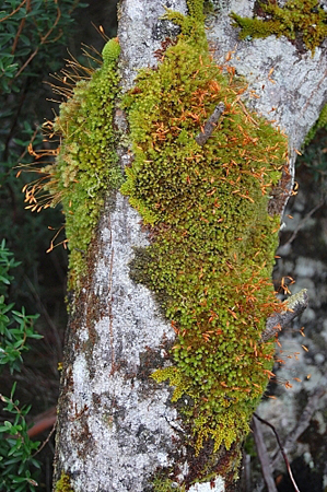 Leptostomum inclinans. Photo: David Tng ©.