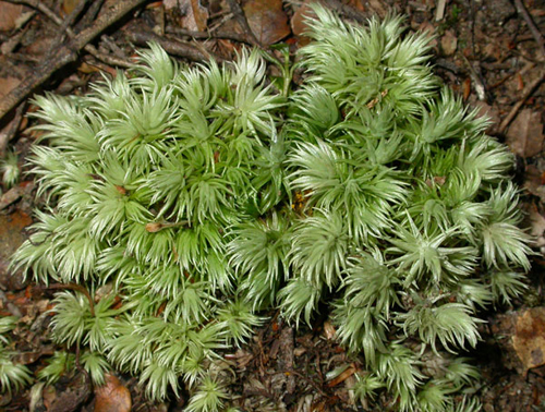 Leucobryum candidum. Photo: David Tng.