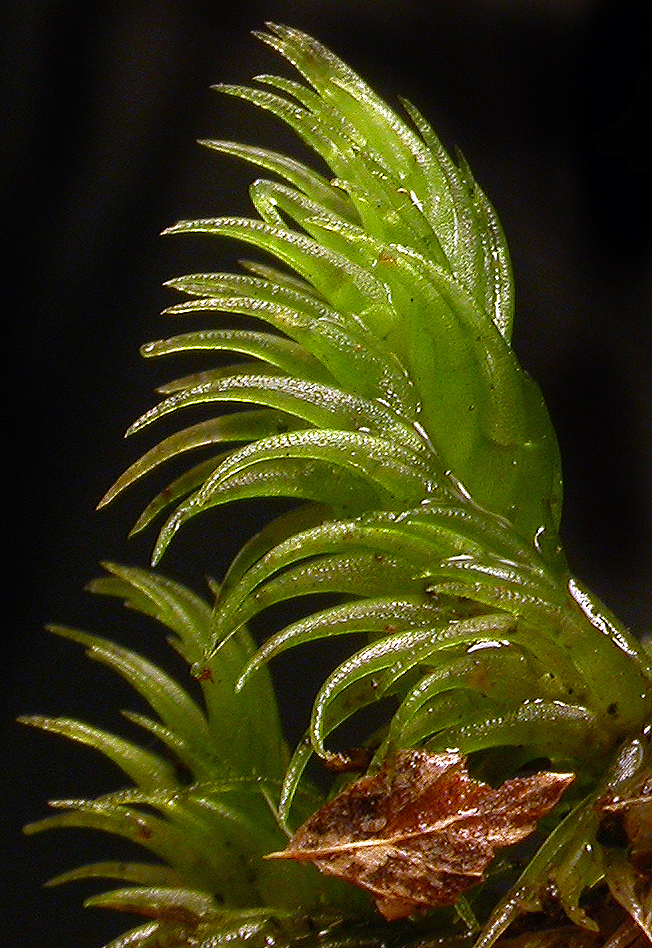 Leucobryum candidum. Photo: David Tng ©.