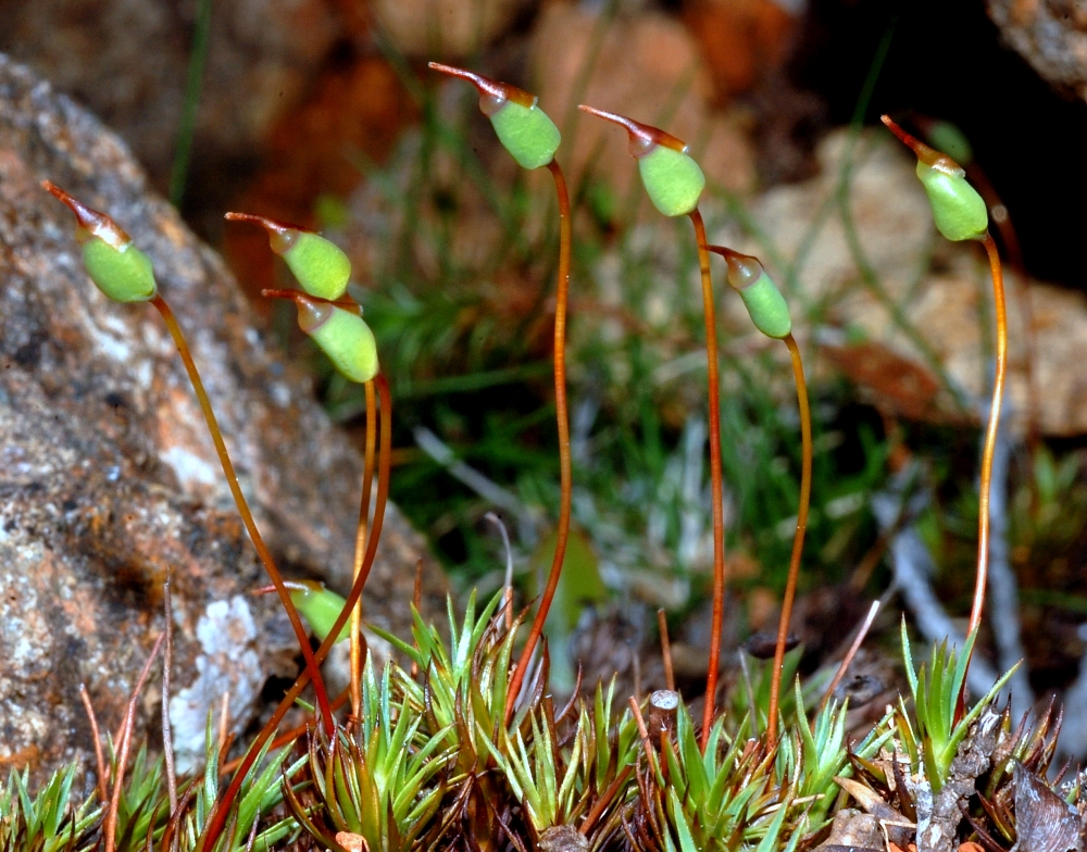 https://www.anbg.gov.au/abrs/Mosses_online/48_Polytrichaceae_images.html