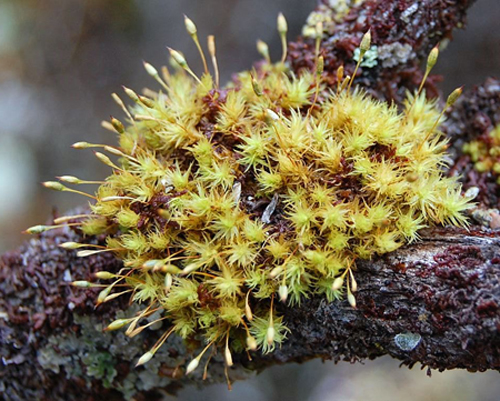 Orthotrichum tasmanicum. Photo: David Tng