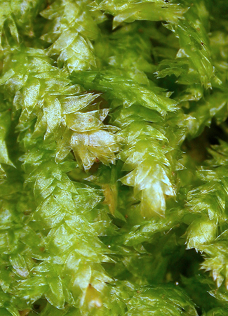 Plagiothecium lamprostachys. Photo: David Tng