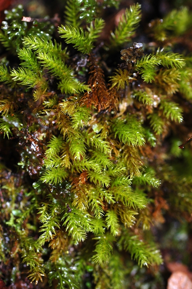 https://www.anbg.gov.au/abrs/Mosses_online/36_Rhizogoniaceae_images.html