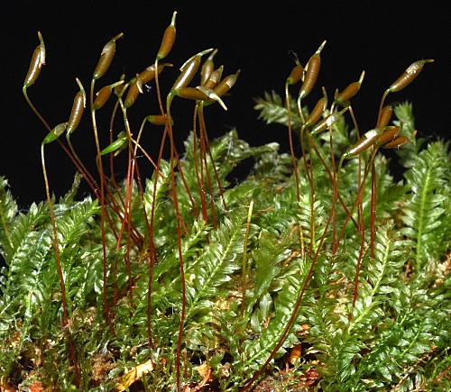 https://www.anbg.gov.au/abrs/Mosses_online/36_Rhizogoniaceae_images.html