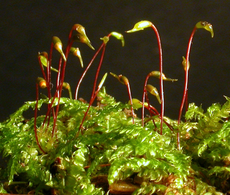 Rhynchostegium tenuifolium. Photo: David Tng