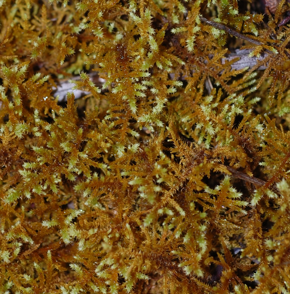 https://www.anbg.gov.au/abrs/Mosses_online/23_Thuidiaceae_images.html