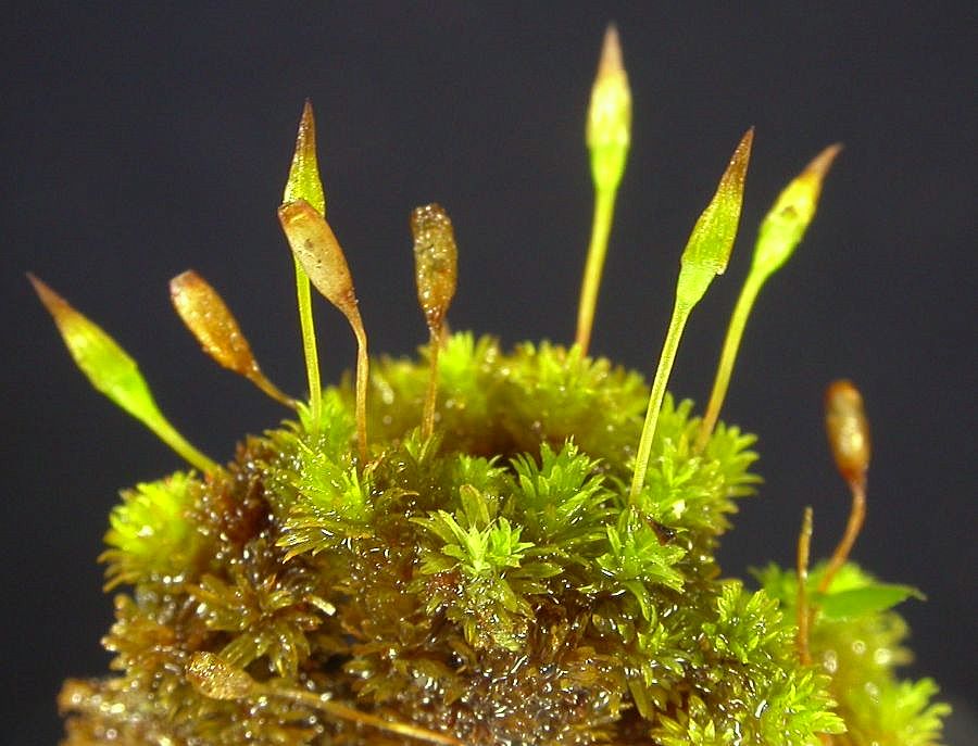 https://www.anbg.gov.au/abrs/Mosses_online/47_Orthotrichaceae_images.html