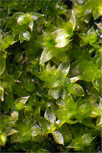Fabronia australis. Photo: Bill Malcolm.