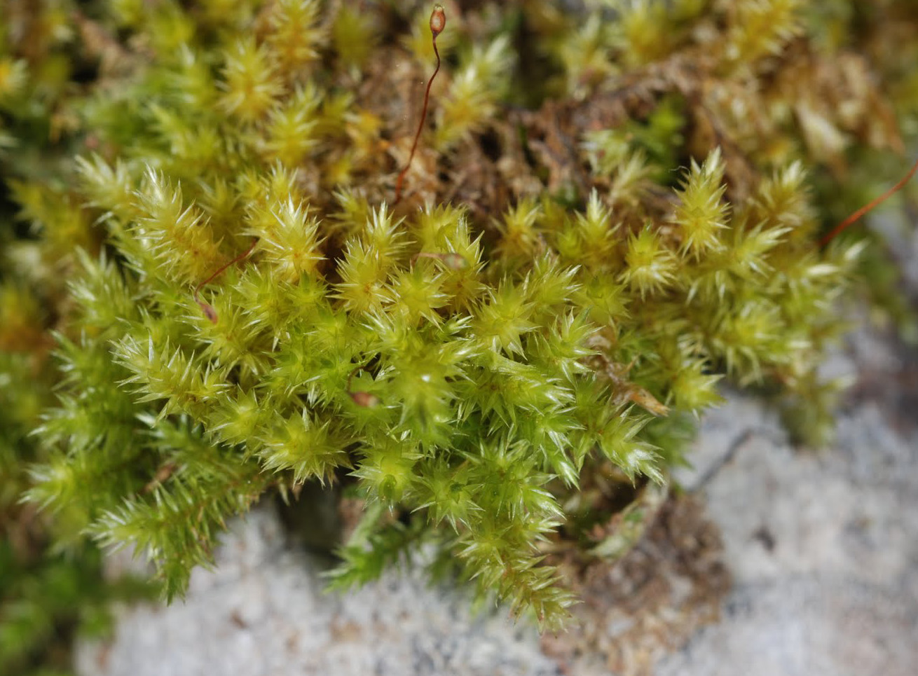 Acroporium stramineum. Photo: Niels Klazenga.