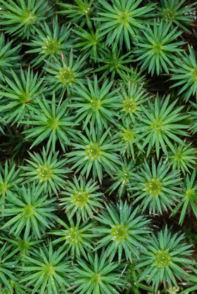 Dawsonia polytrichoides. Photo: Niels Klazenga ©.