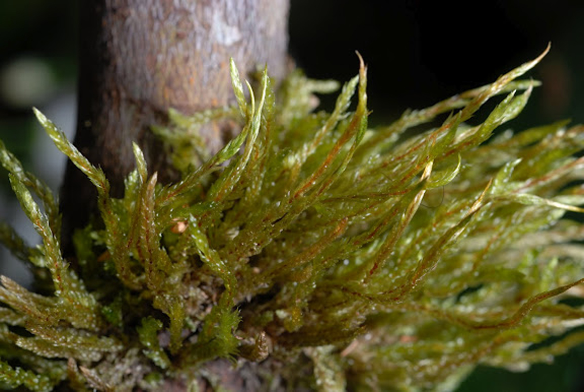 Hampeella alaris. Photo: Niels Klazenga.