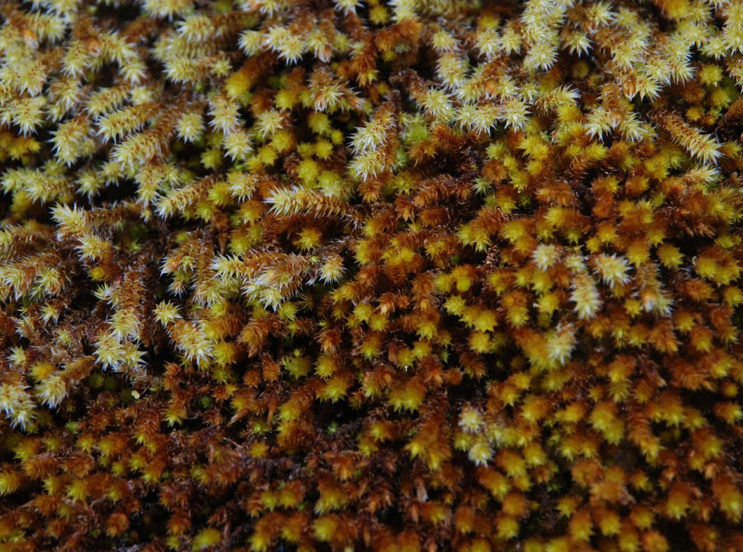 Hedwigia ciliata (above) & Hedwigidium integrifolium (below). Photo: Niels Klazenga.