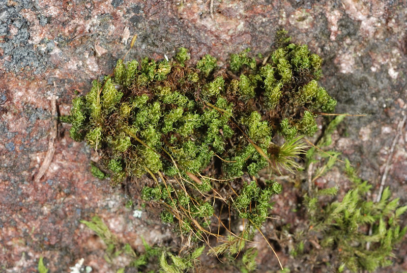 https://www.anbg.gov.au/abrs/Mosses_online/33_Dicranaceae_images.html