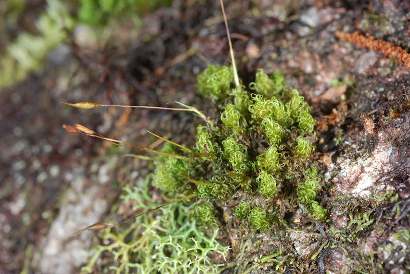 https://www.anbg.gov.au/abrs/Mosses_online/33_Dicranaceae_images.html