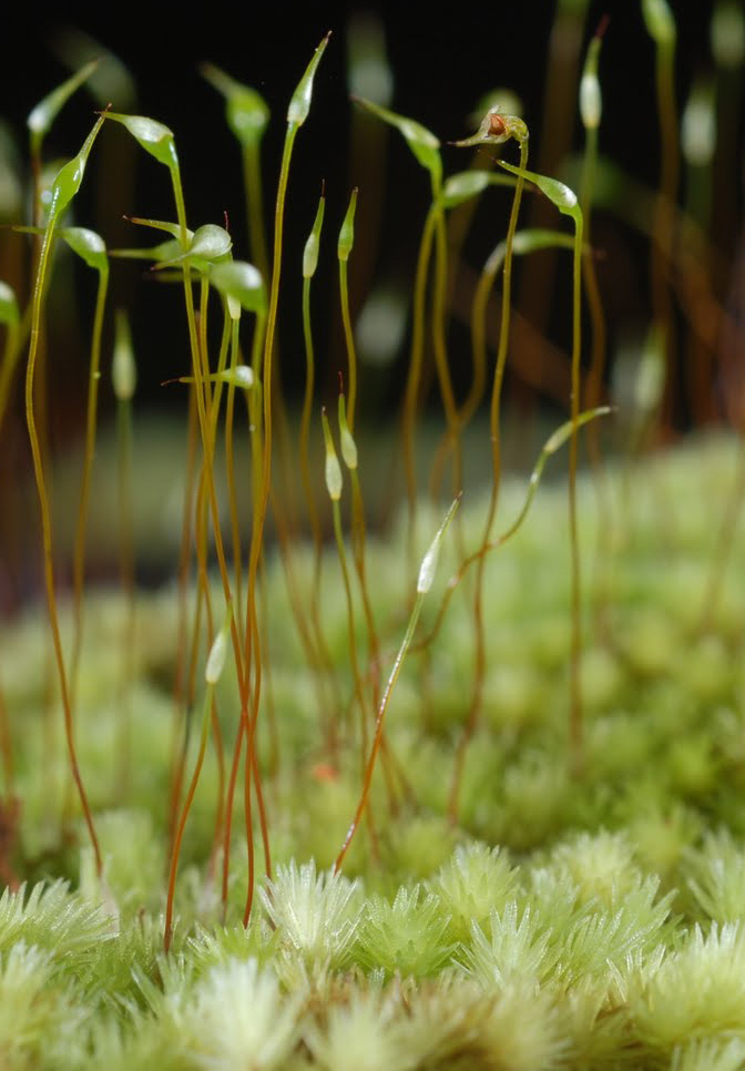 Leucobryum aduncum var. scalare. Photo: Niels Klazenga ©.