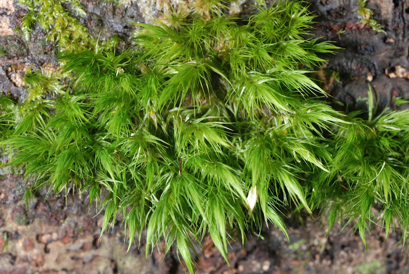 Leucoloma molle. Photo: Niels Klazenga.