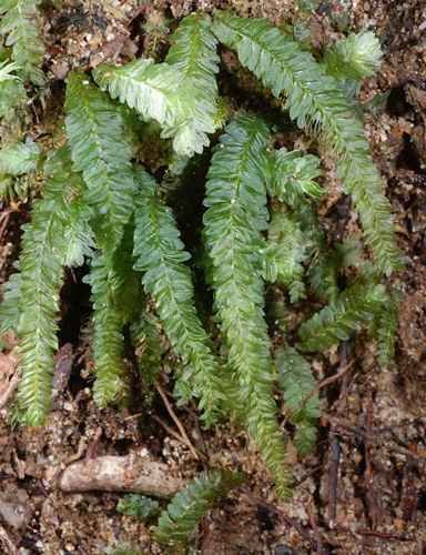 Mesochaete undulata. Photo: Niels Klazenga