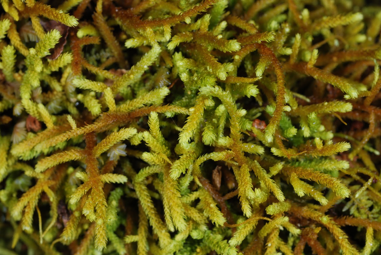 Papillaria flavolimbata. Photo: Niels Klazenga.