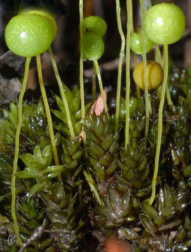 Pleurophascum grandiglobum. Photo: Niels Klazenga.