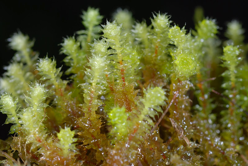 https://www.anbg.gov.au/abrs/Mosses_online/31_Ptychomniaceae_images.html