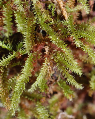 Racopilum cuspidigerum var. convolutaceum. Photo: Niels Klazenga