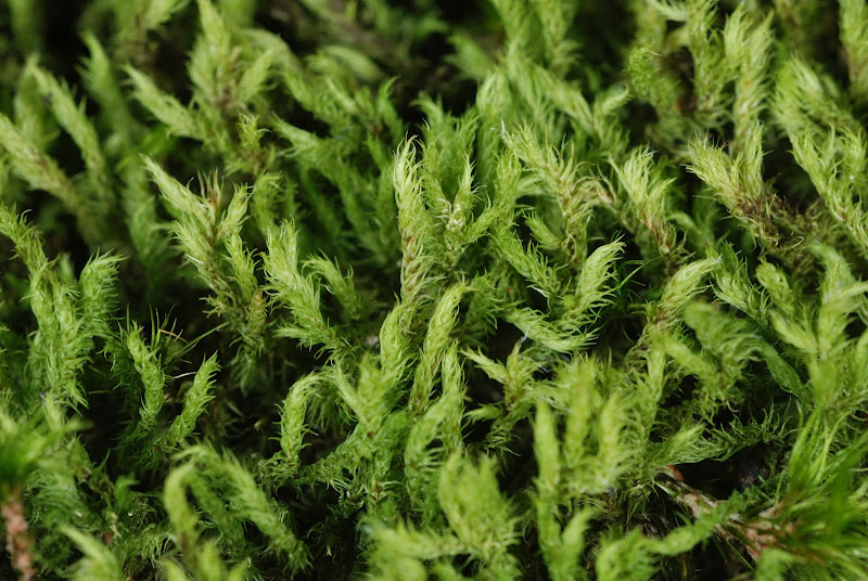 https://www.anbg.gov.au/abrs/Mosses_online/33_Dicranaceae_images.html