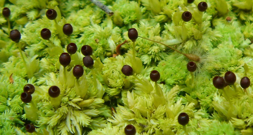 Sphagnum australe. Photo: Paddy Dalton