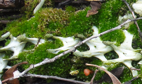 Tayloria octoblepharum on animal remains. Photo: Paddy Dalton