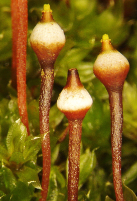 Tayloria tasmanica. Photo: Paddy Dalton ©.