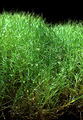 Leptobryum pyriforme. Photo: Ron Oldfield