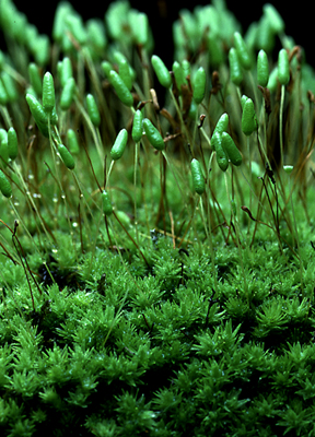 Leptostomum erectum. Photo: Ron Oldfield ©.