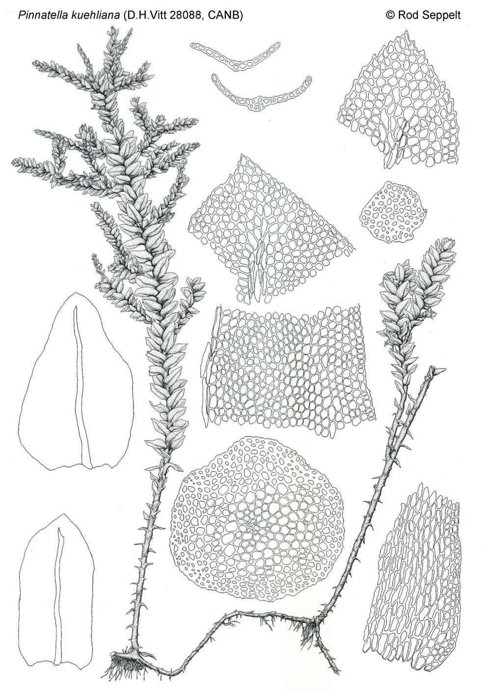 https://www.anbg.gov.au/abrs/Mosses_online/15_Neckeraceae_images.html