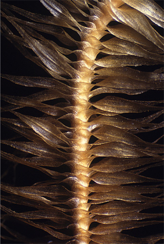 Spiridens vieillardii. Photo: Bill Malcolm.