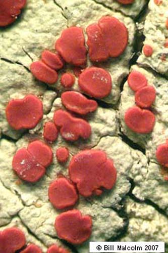 Ramboldia haematites