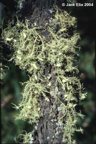 Usnea scabrida subsp. elegans