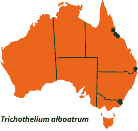Trichothelium alboatrum