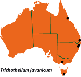 Trichothelium javanicum map
