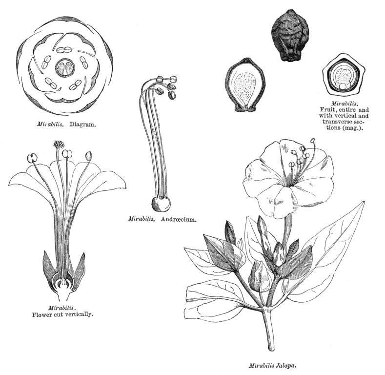 Illustrations . nycta626.gif nycta506.gif nycta627.gif nycta185.gif