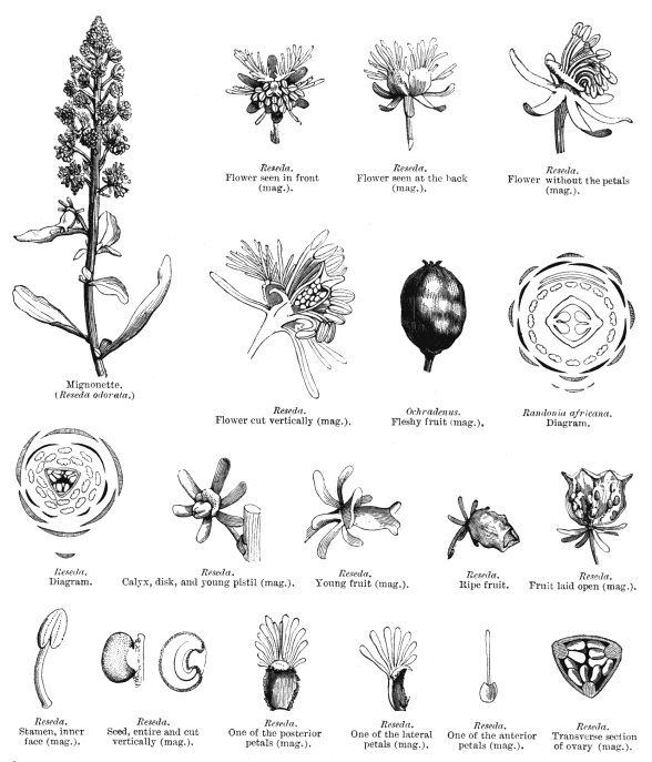 Illustrations . resed237.gif resed228.gif