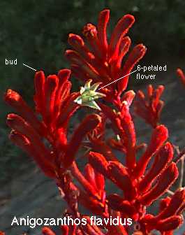 ide svamp pop Kangaroo Paws - Anigozanthos - Australian Plant Information