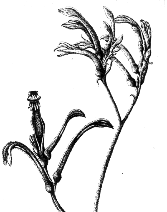 Anigozanthos flavidus illutration