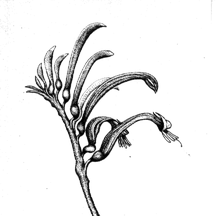 Anigozanthos manglesii illustration