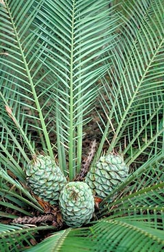 cycad