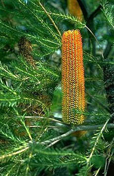 Heath Banksia